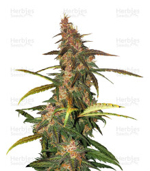 Lemonberry Haze Auto (Original Sensible Seeds) Cannabis-Samen