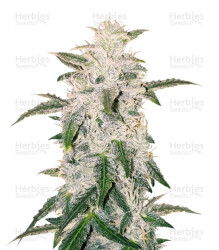 Pure Kush (Original Sensible Seeds) Cannabis-Samen