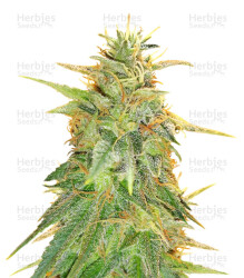 Z Gorilla (Original Sensible Seeds) Cannabis-Samen