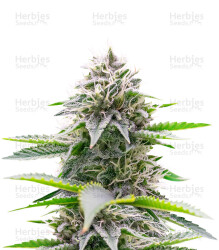 Critical Gorilla (Expert Seeds) Cannabis-Samen