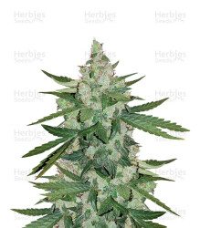 Cheese Auto (Funky Skunk Auto) (Expert Seeds) Cannabis-Samen