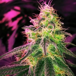 Blackjack - Nirvana Seeds