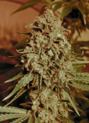 Somango Widow - Advanced Seeds