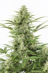 Dinamex Auto - Dinafem Seeds