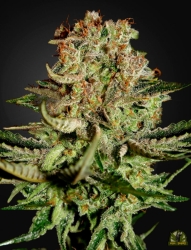 Super Critical - Green House Seeds