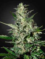 Super Critical Auto - Green House Seeds