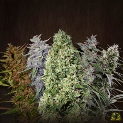 ACE Mix Reg. - ACE Seeds