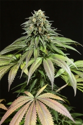 Purple Moby Dick - Dinafem Seeds