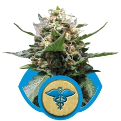 Royal Medic CBD - Royal Queen Seeds