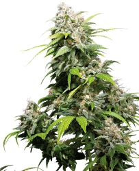 California Indica regulär - Sensi Seeds