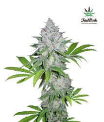 Californian Snow Auto - FastBuds Seeds