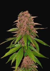 C4 Matic - FastBuds Seeds