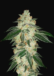 Green Crack Auto - FastBuds Seeds