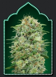 White Widow CBD - 00 Seeds