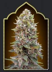 Auto Cheese Berry - 00 Seeds