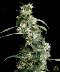 Mango Haze (AUH #2) - Green House Seeds