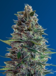 Auto Blue Diesel - Advanced Seeds