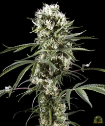 Super Lemon Haze - Green House Seeds