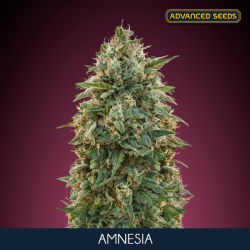 Amnesia - Advanced Seeds