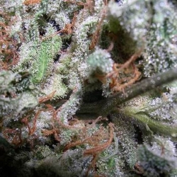 Indica Champions - Paradise Seeds