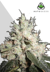 Hijack Autoflower - Auto Seeds