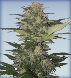 Red Dwarf Auto - Buddha Seeds