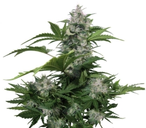 White Dwarf Auto - Buddha Seeds