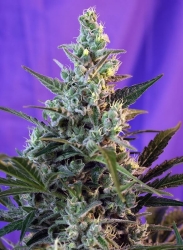 Sweet Skunk Auto - Sweet Seeds