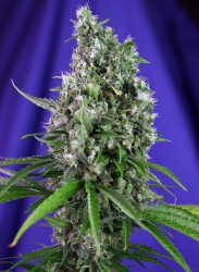 Sweet Trainwreck Auto - Sweet Seeds