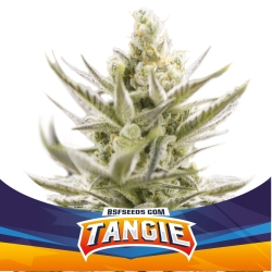 Tangie XXL Auto - BSF Seeds