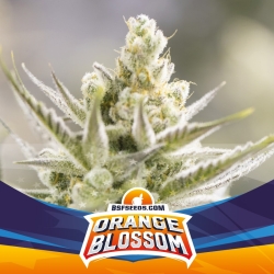 Orange Blossom XXL Auto - BSF Seeds