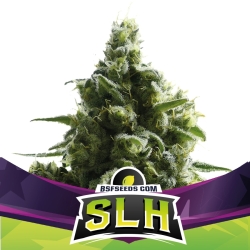 SLH - BSF Seeds