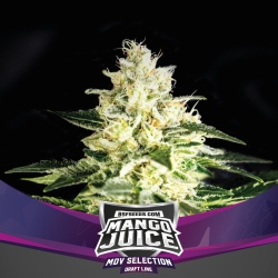 Mango Juice - BSF Seeds