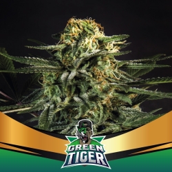 Green Tiger Faster - BSF Seeds