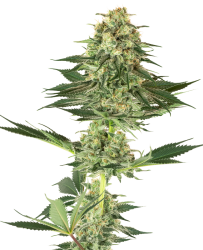 Banana Kush Feminisierte Hanfsamen von White Label, 3 Samen