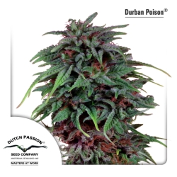 Durban Poison regulär - Dutch Passion