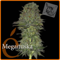 Meganuska - élite Seeds