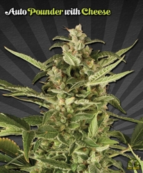 Auto Pounder - Auto Seeds