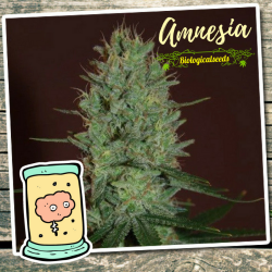 Amnesia - Biological Seeds