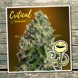 Critical - Biological Seeds