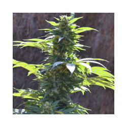 TNT Kush CBD - Eva Seeds