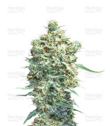 Auto Afghani (VIP seeds) Cannabis-Samen