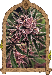 Tropical Fuel - Exotic Seeds