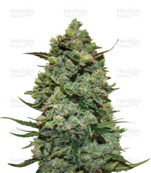 Cookies Kush (Barney's Farm) Cannabis-Samen