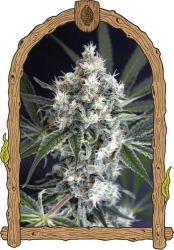 Medxotic Pure CBD - Exotic Seeds