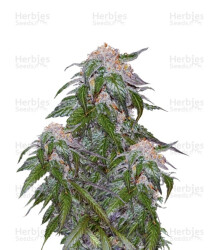 Medical VIP (VIP seeds) Cannabis-Samen