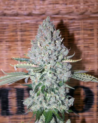 Sativa Des Rois - French Touch Seeds