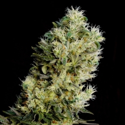 Amnesia Bilbo Auto - Genehtik Cannabis Seeds