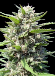 Auto Northern Lights - Genehtik Cannabis Seeds