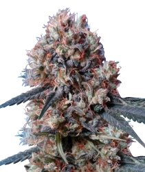 Nepal Jam x Kali China - Ace Seeds